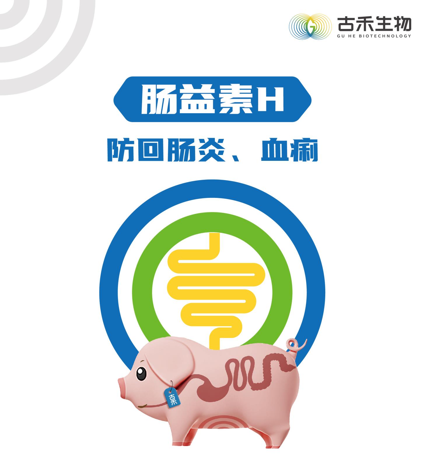 肠益素H网站介绍长图_画板-1_画板-1_01.jpg